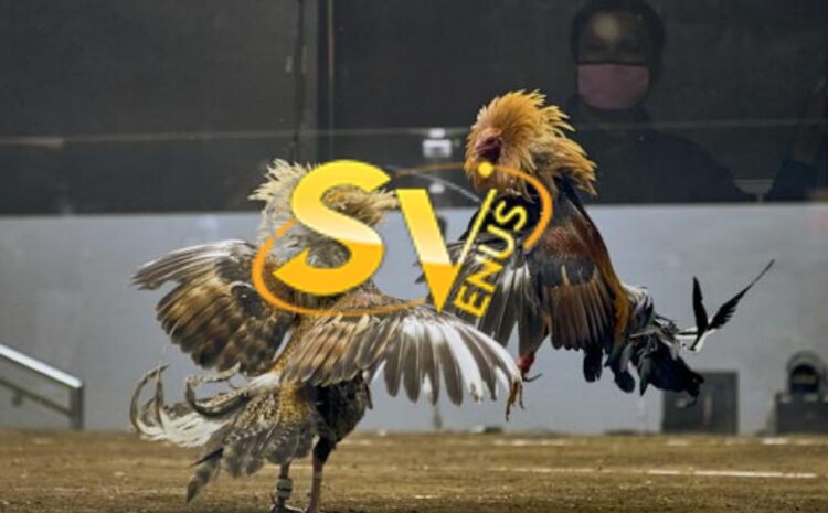 Làm đại lý SV388 tại VINABET – Bắt đầu dễ, vận hành mượt, phát triển nhanh