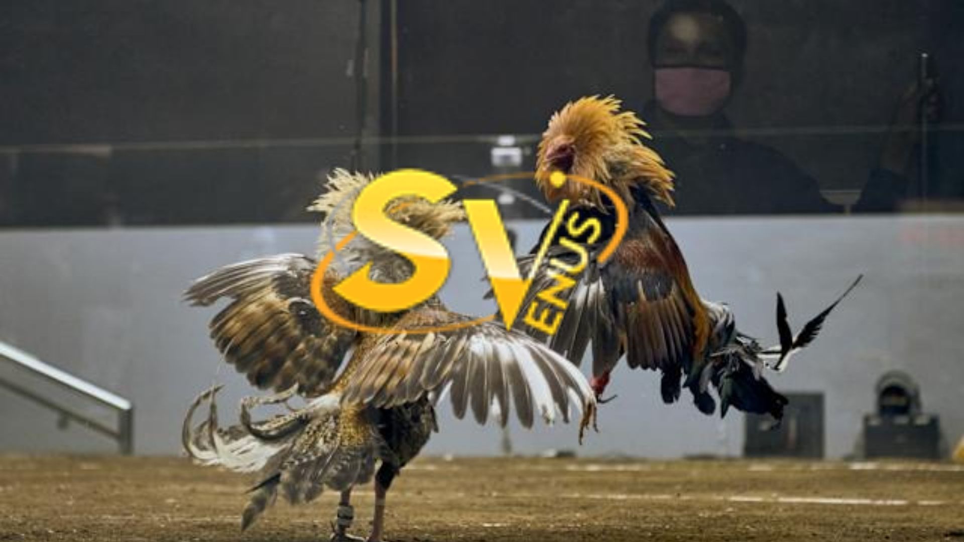 Làm đại lý SV388 tại VINABET – Bắt đầu dễ, vận hành mượt, phát triển nhanh