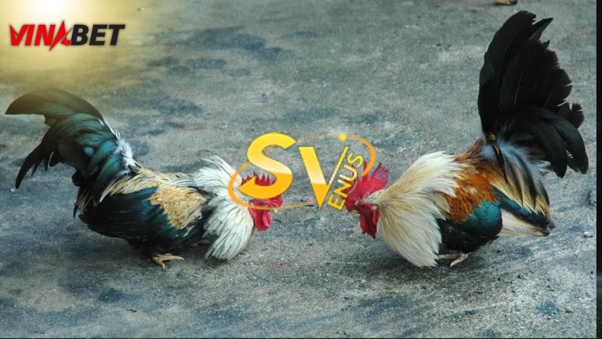 SV388 – sản phẩm đá gà phù hợp với kế hoạch mở rộng dài hạn