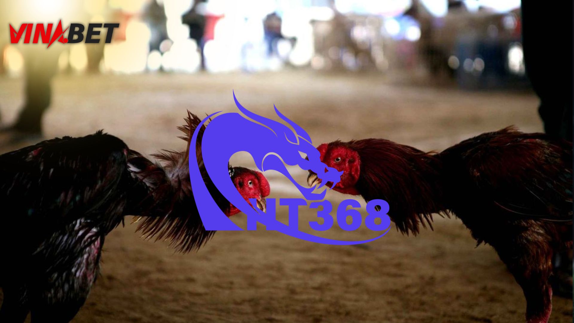 Đá gà trực tiếp trên HT368 có gì nổi bật?