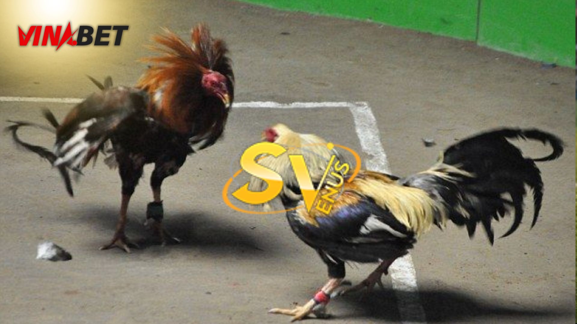 SV388 giúp đại lý chuẩn hóa quy trình vận hành hệ thống đá gà