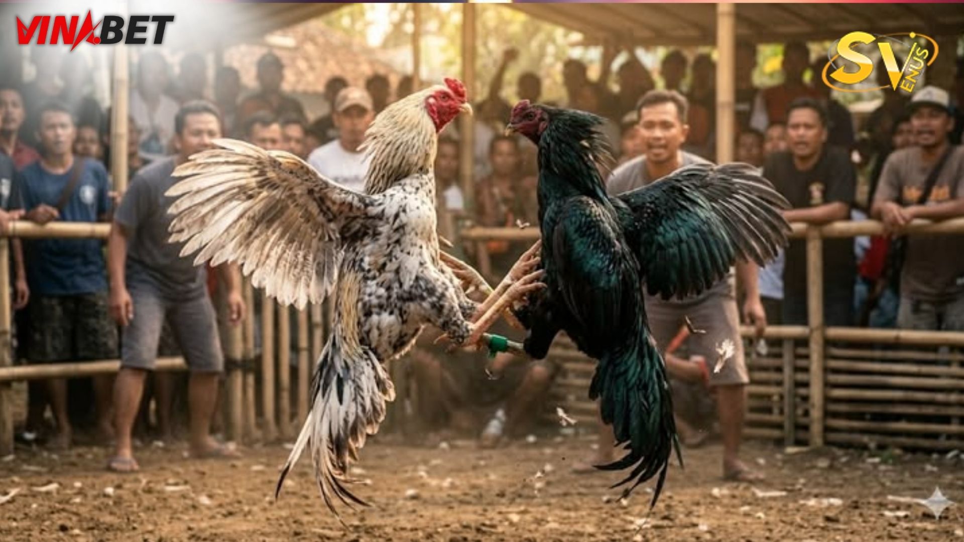 SV388 giúp đại lý tạo lợi thế cạnh tranh trong mảng đá gà